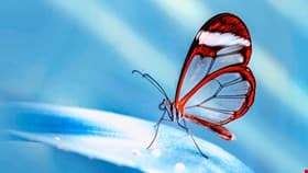 Anthropic Project Glasswing to Use AI to Fix Software Bugs With AI